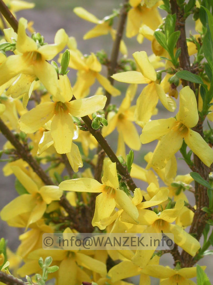 Forsythia intermedia Weekend - Blueten.jpg